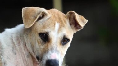 close-up footage of stray dog looking at camera