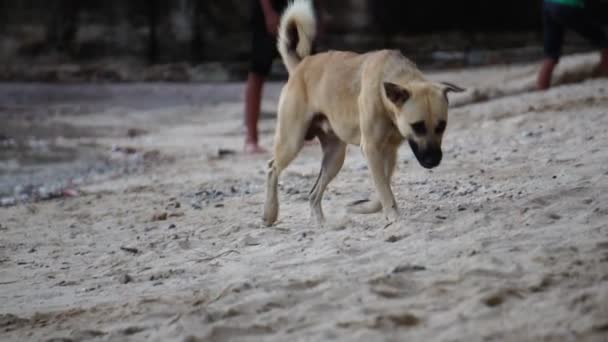 Close Footage Stray Dog Beach — Stok video