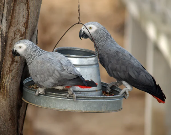 สองแอฟริกันสีเทา Parrots — ภาพถ่ายสต็อก