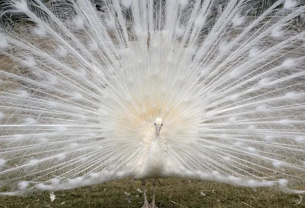 Biały Paw wyświetlanie jego pięknych Zdjęcie Stockowe