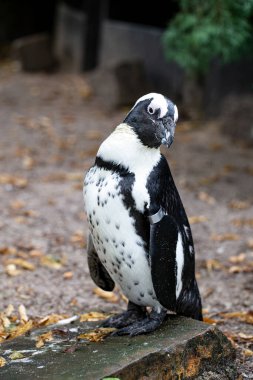 Taş üstünde sevimli bir penguen