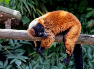 Ağaçtaki kırmızı lemur