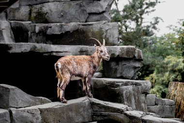 Bir kayanın üzerindeki dağ keçisi