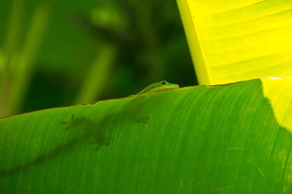 Lagarto —  Fotos de Stock