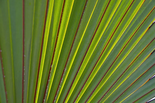 Feuilles de palmier tropicales — Photo