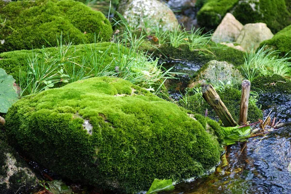 Mos op de stenen — Stockfoto