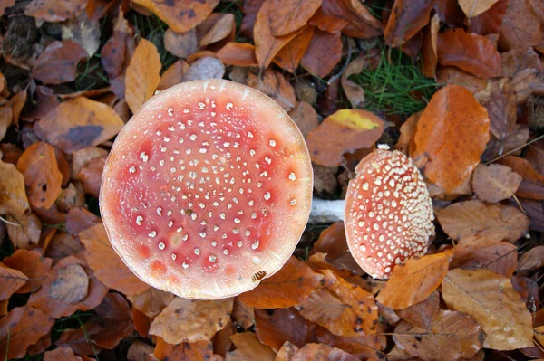 Vola Agarico — Foto Stock