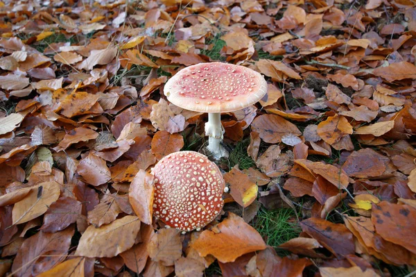 Vola Agarico — Foto Stock