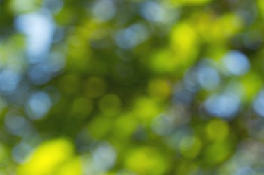 Eğreltiotu Yaprağı