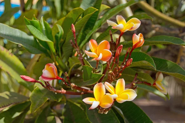 Schöne Blume — Stockfoto