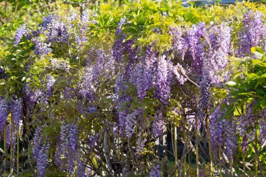 Wisteria clipart