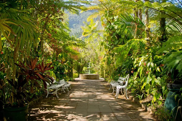 Jardín tropical — Foto de Stock