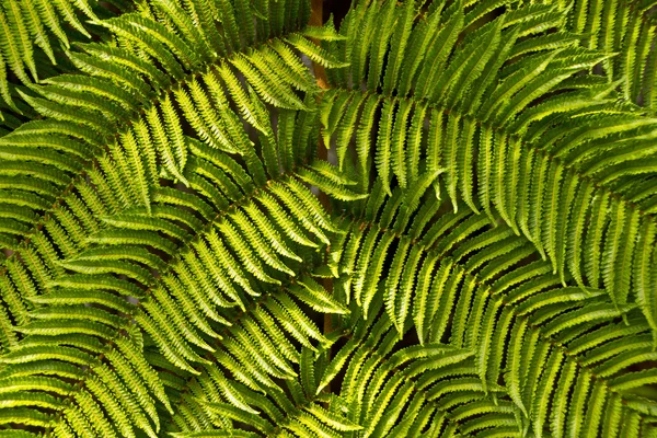 Baumfarn — Stockfoto