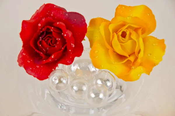 Rosa roja y amarilla —  Fotos de Stock