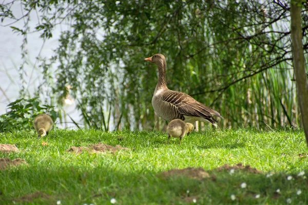 Oca e Goslings nell'erba — Foto Stock