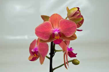 mercan phalaenopsis orkide