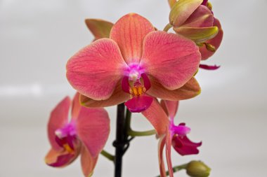mercan phalaenopsis orkide