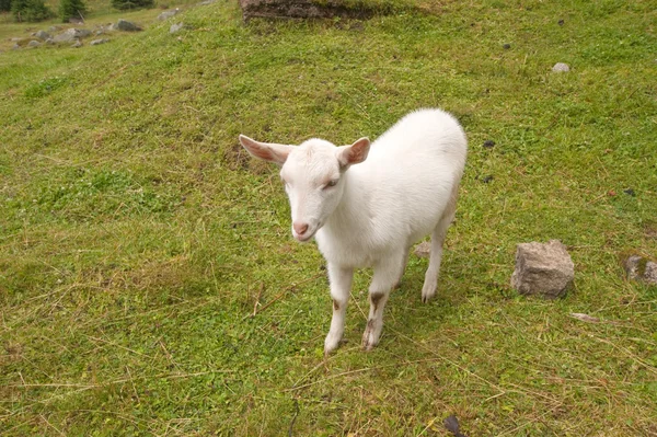 Goat — Stock Photo, Image