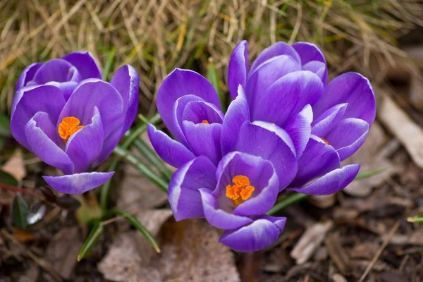 Fioletowy krokus — Zdjęcie stockowe