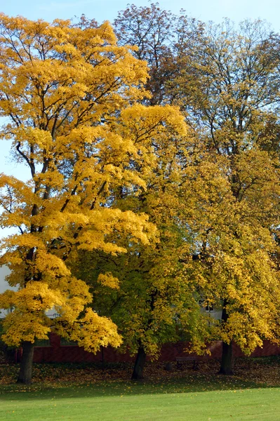 Autumn color — Stock Photo, Image