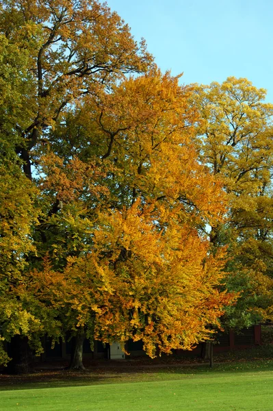 Colore autunno — Foto Stock