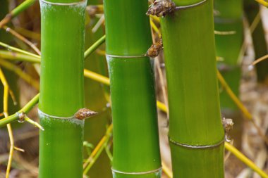 Bambu.