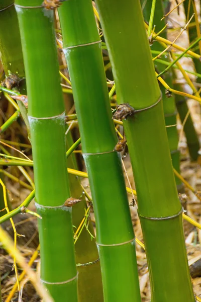 Bambu — Fotografia de Stock