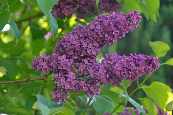 Lilac flowers — Stock Photo, Image