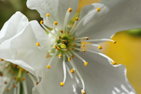 Ciliegia fiore bianco — Foto Stock