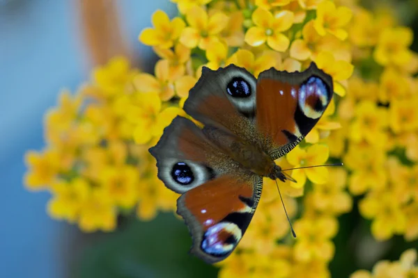 Motyl — Zdjęcie stockowe