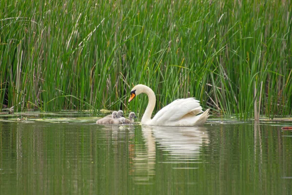 Familia del cisne — Foto de Stock