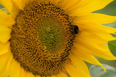 Ayçiçeği ile bumblebee