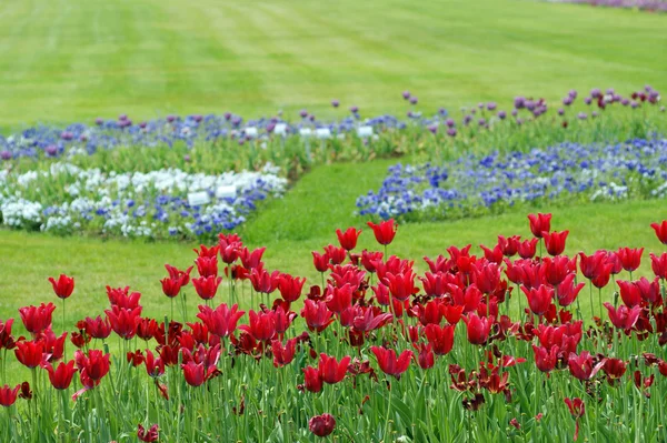 Flower meadow in summer — Stock Photo, Image