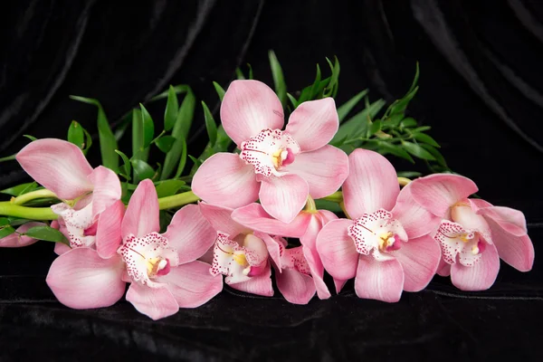 mercan phalaenopsis orkide