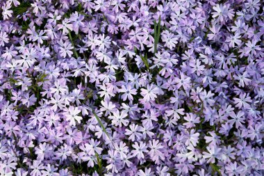 Phlox panikledi.