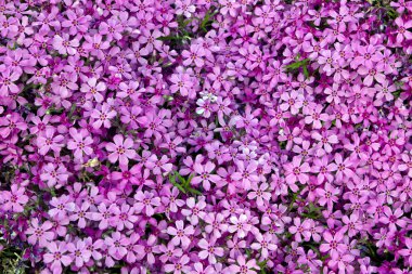 Phlox panikledi.