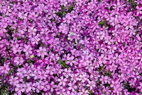 Phlox paniculata — Foto Stock