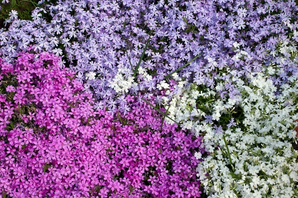 Phlox paniculata — Foto Stock