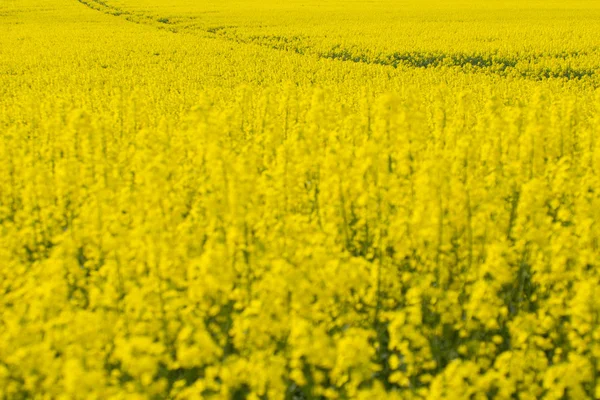 Rapsfeld — Stockfoto