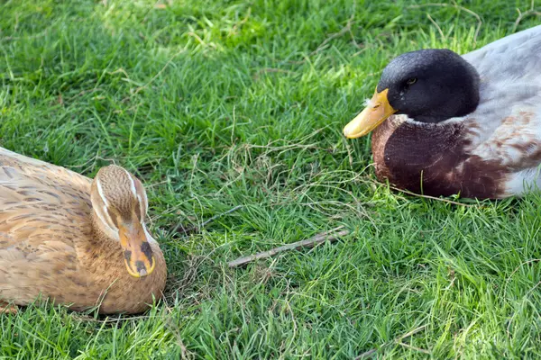 Pato en la hierba — Foto de Stock