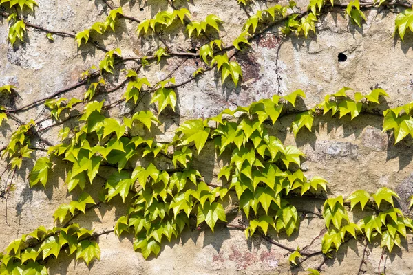 Листья на стене — стоковое фото