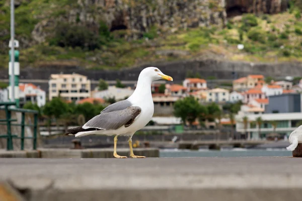 Portrait de mouette — Photo