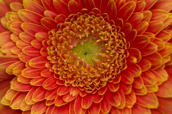 Bella gerbera — Foto Stock