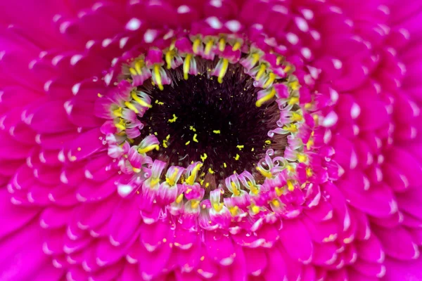 Bela gerbera — Fotografia de Stock