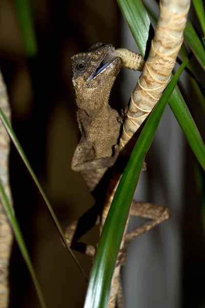 Lagarto —  Fotos de Stock