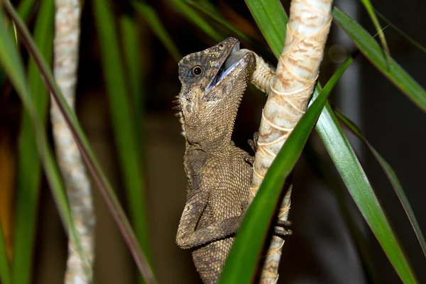 Lagarto — Fotografia de Stock