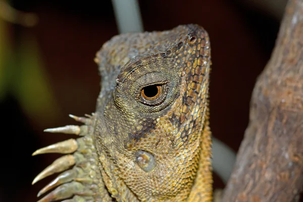 Lagarto — Fotografia de Stock