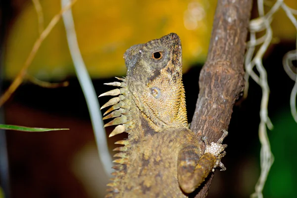 Lagarto — Fotografia de Stock