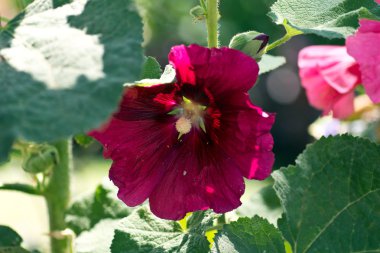 Gülhatmi Alcea rosea
