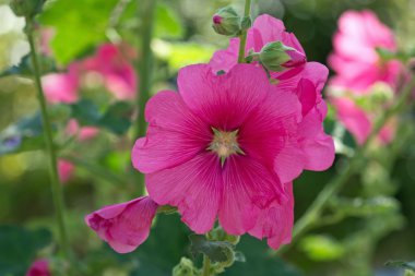Gülhatmi Alcea rosea